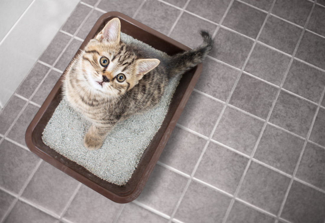 Understanding Cat Behavior: Reduce Stress & Improve Health with Sunstar QAIS Air Purifiers