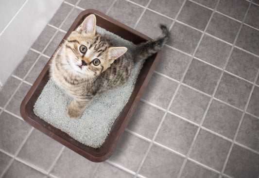 Understanding Cat Behavior: Reduce Stress & Improve Health with Sunstar QAIS Air Purifiers
