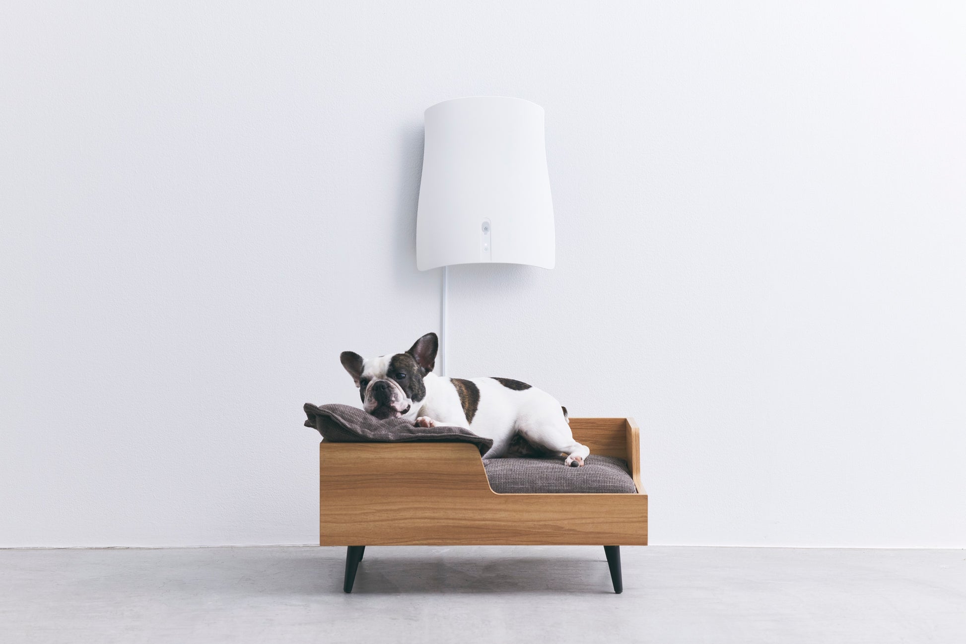 QAIS -air- 04 and French Bulldog